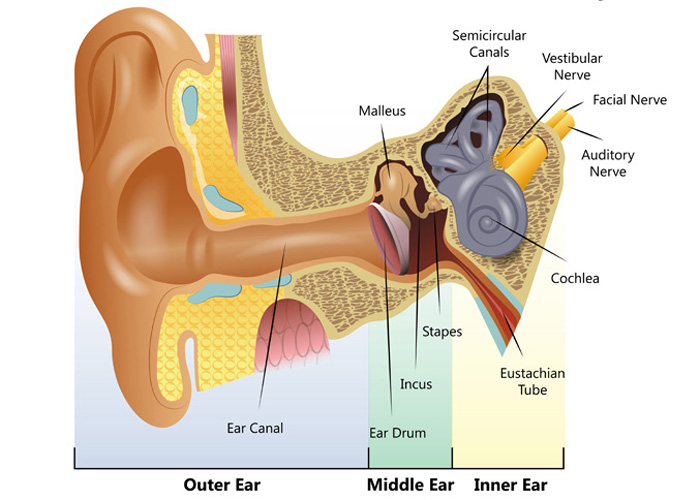 A labelled diagram showing a cutaway of the different parts of the human ear, from the outer ear through the middle ear to the inner ear.
