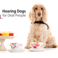 A Hearing Dog posing with tea cups and buns.